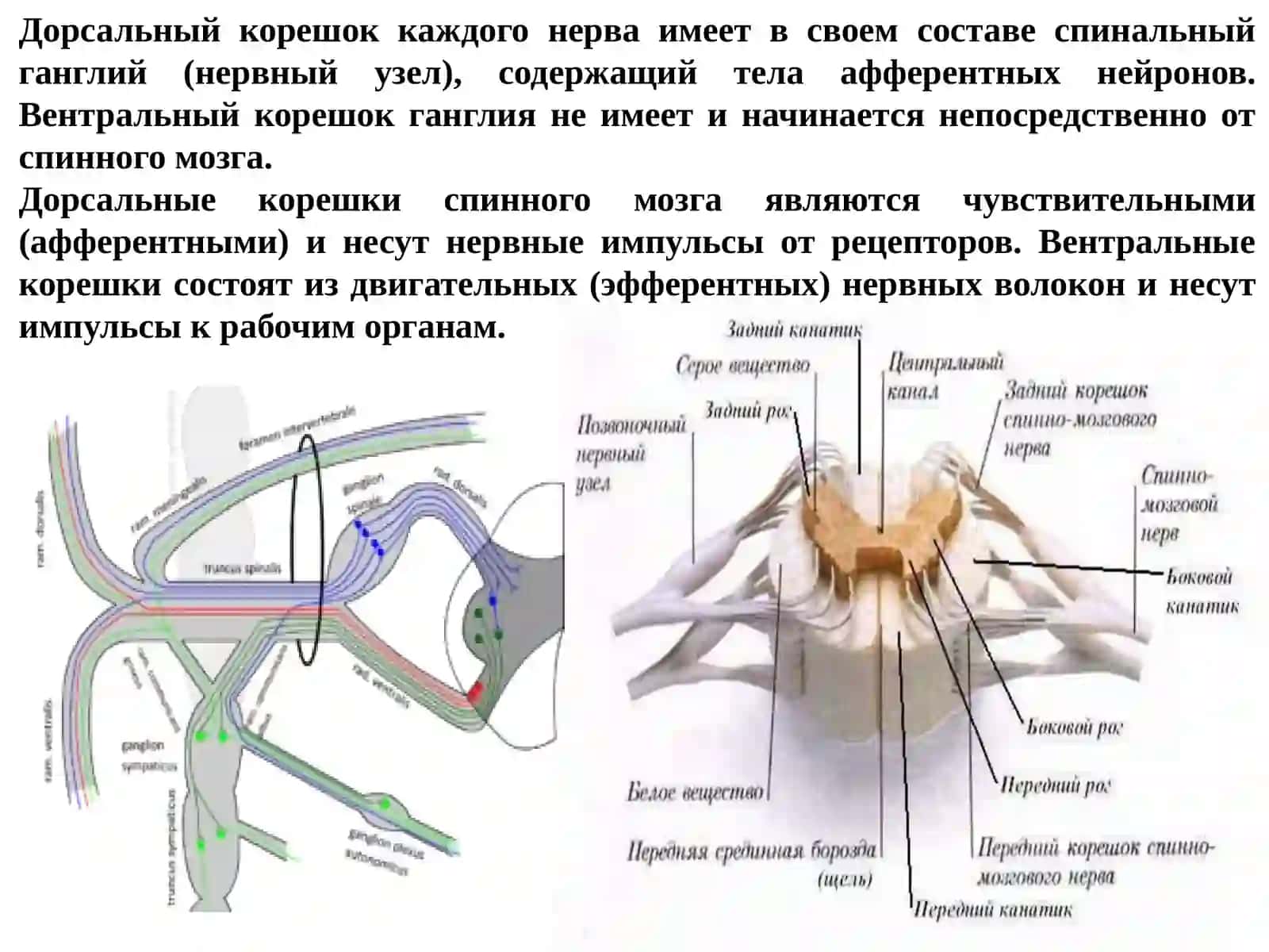 Физиология спинного мозга 4
