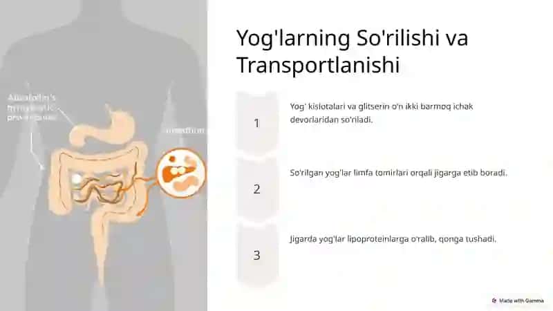 Yog'larni Hazm Qilish Jarayoni 4