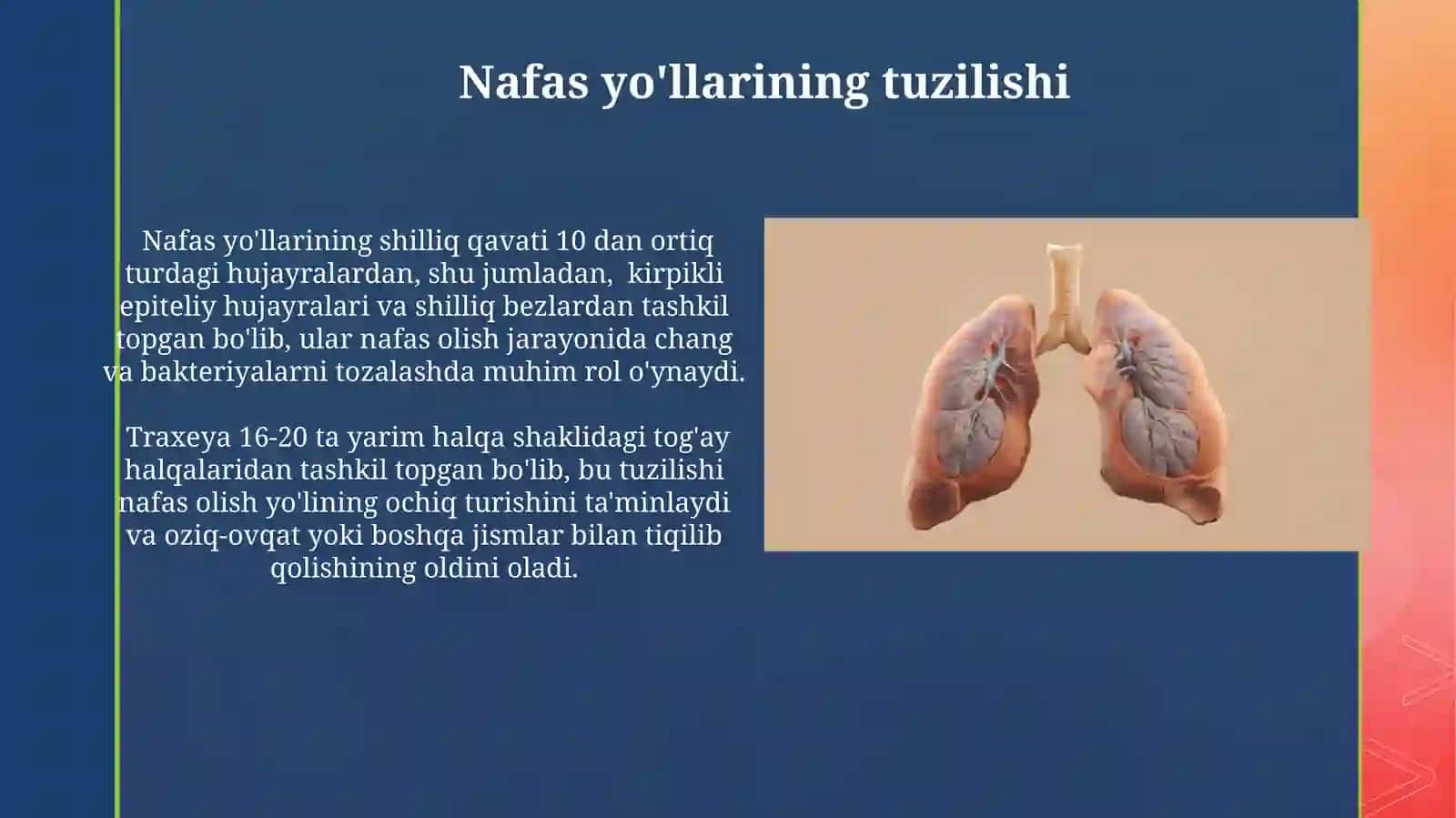 Nafas olish azolarining tuzilishi 4