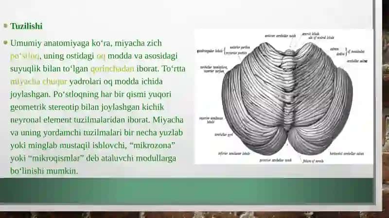 Miyacha rivojlanish anatomiyasi 4