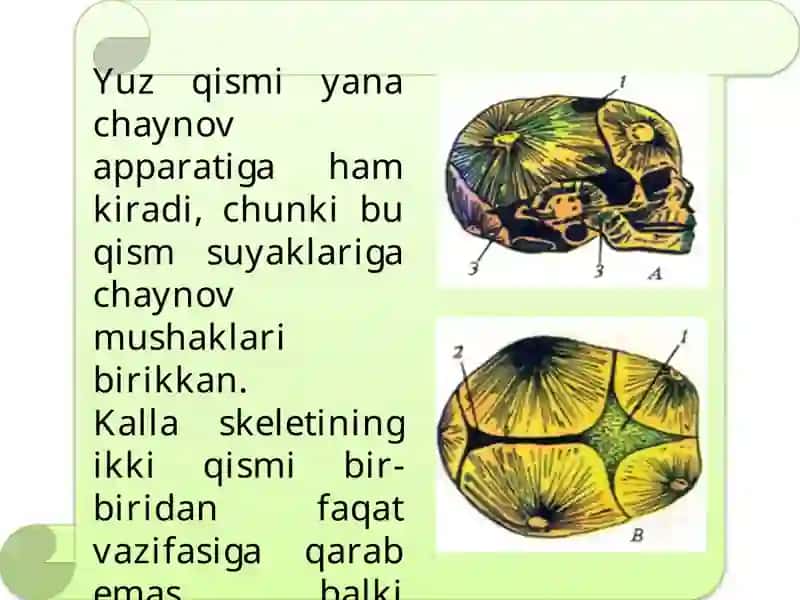 Bosh skeletining tuzilishi va birikishi 4