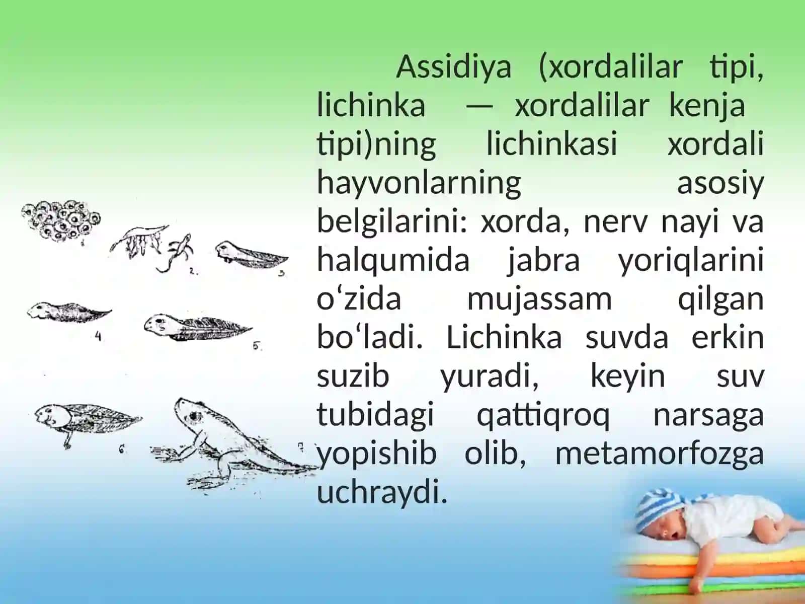 Postembrional rivojlanish 4