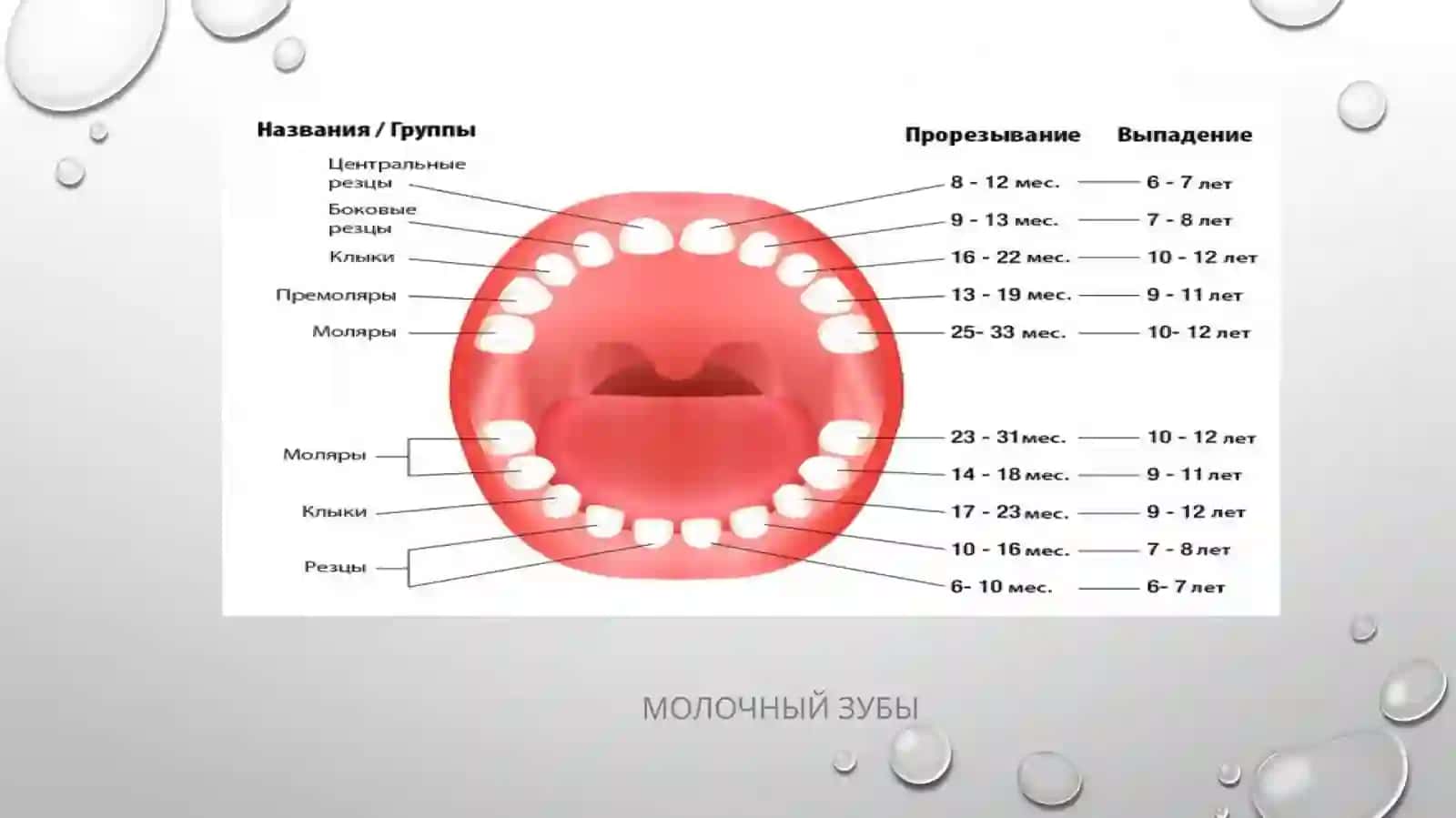 Сут ва дойимий тишлар анатомияси 4