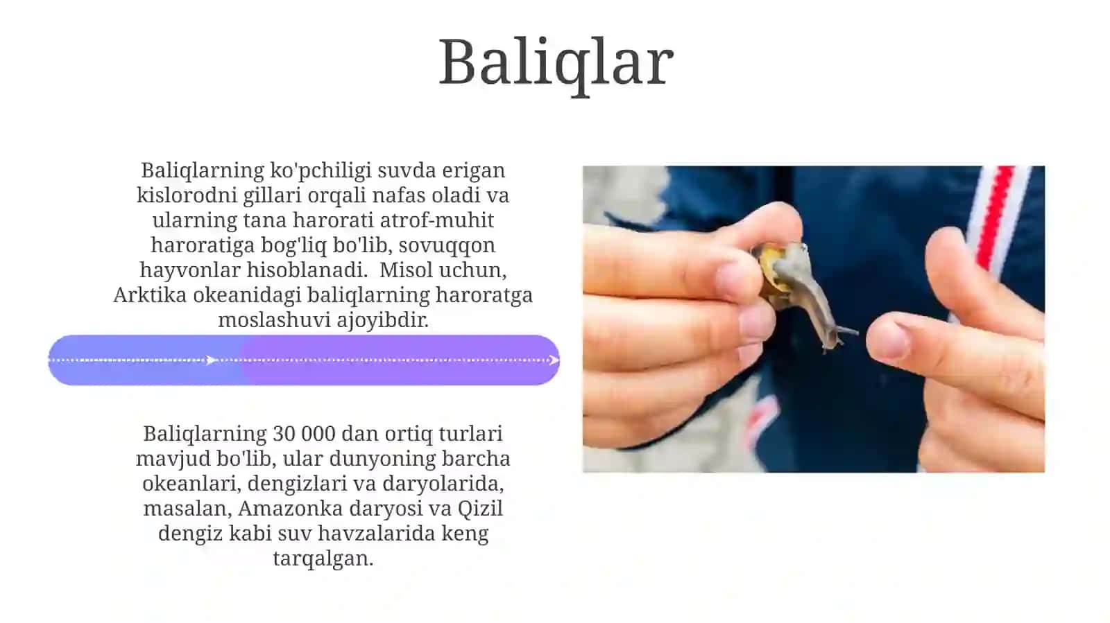 Xordalılar: Umumiy xususiyatlari 4