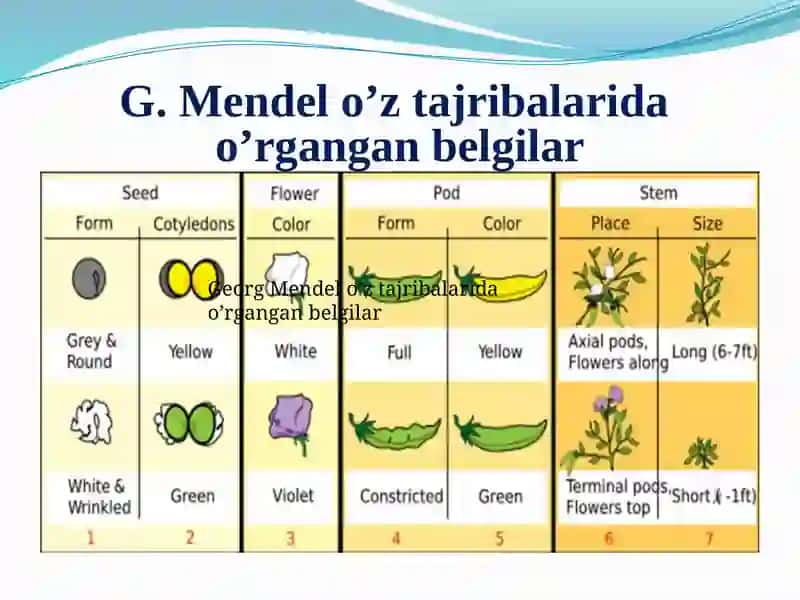 Mendelning I, II, III Qonuni 4