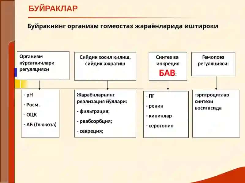 Буйрак Касалликлари 4