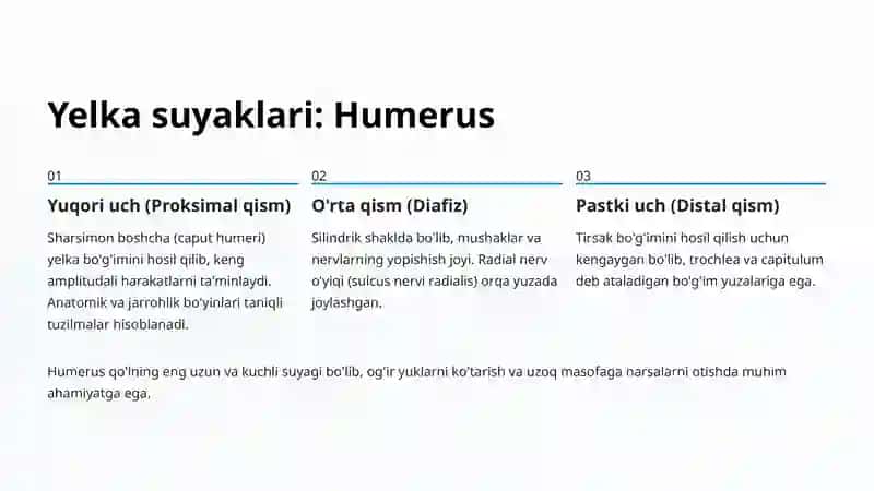 Bilak va Qo'l Suyaklari Anatomiyasi 4