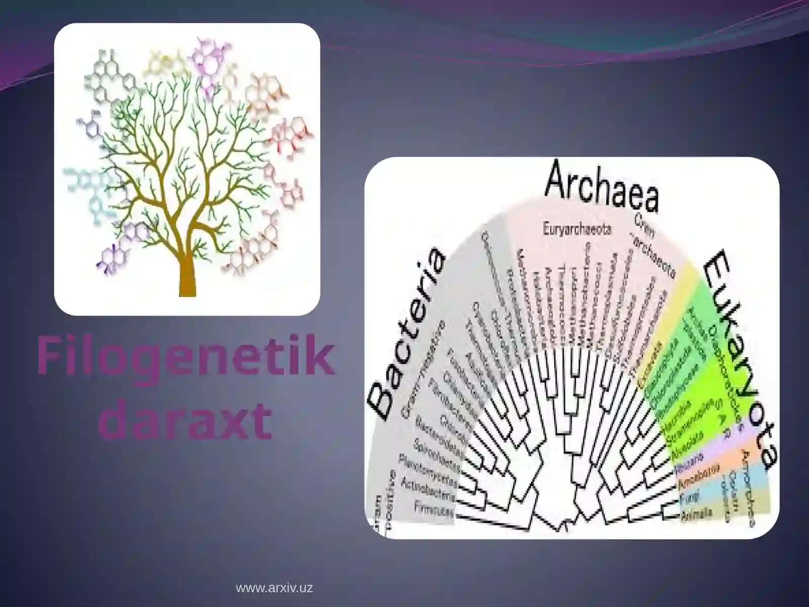 Filogenetik daraxt 4