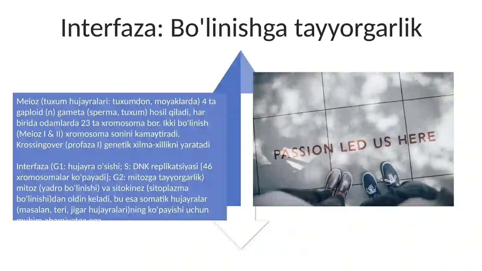 Hujayraning mitotik va hayotiy sirli 4