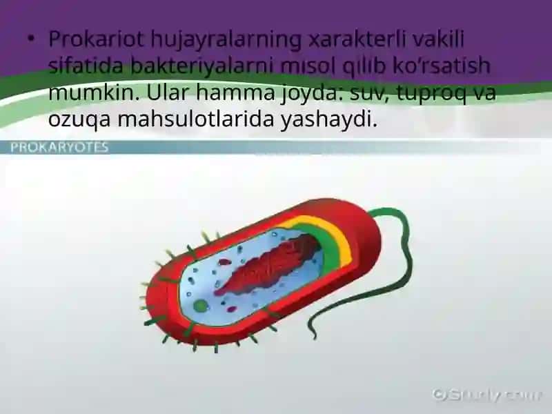 Eukariot va Prokariot hujayra 4