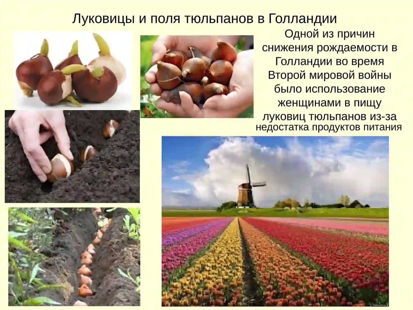 Растения и их полезные свойства 4