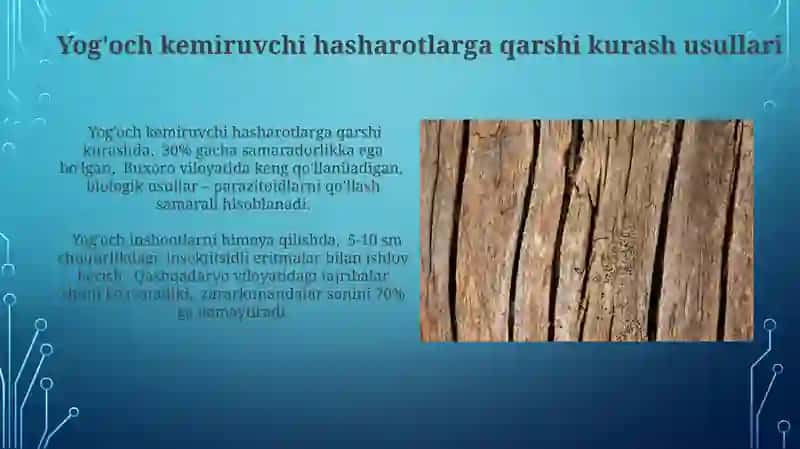 Ksilofag hasharotlar 4