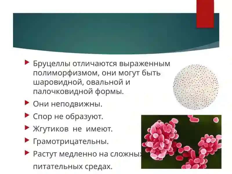 Бруцеллёз 4
