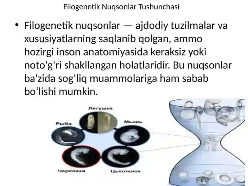 Filogenez va Ontogenez 4