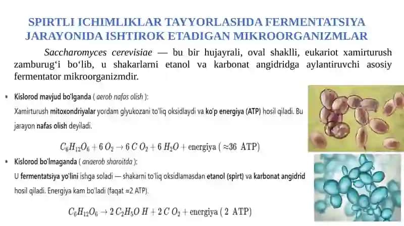 Spirtli ichimliklar biotexnologiyasi 4