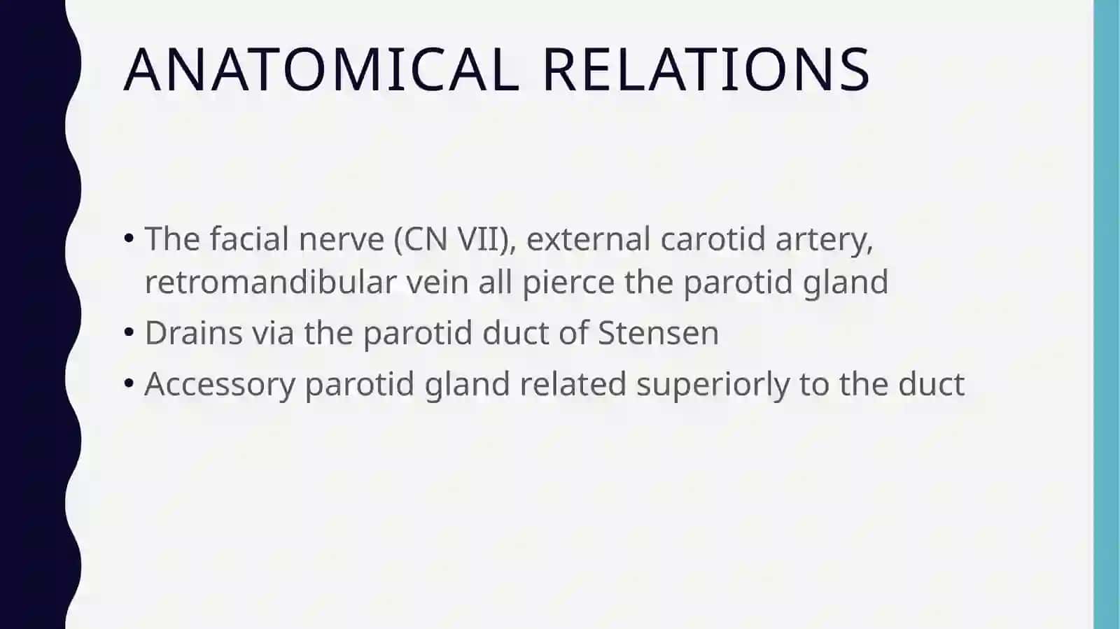Parotid gland anatomy 4