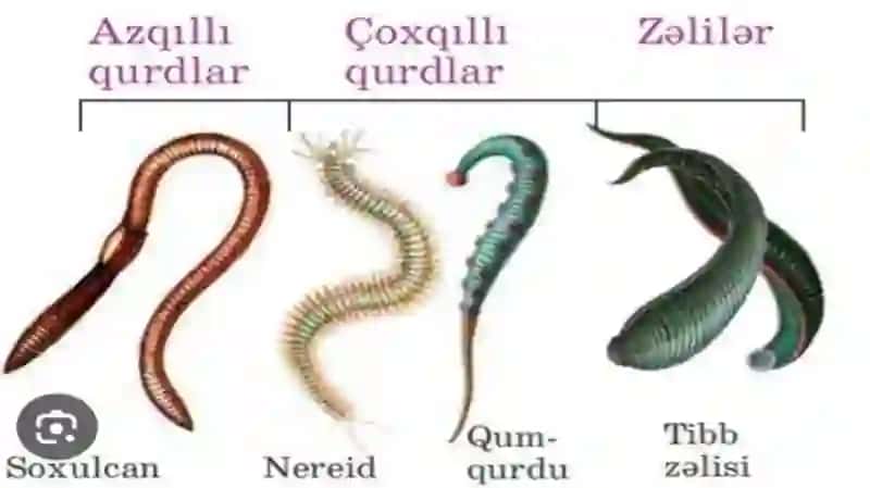 Halqali chuvalchanglar (AppePya) 4