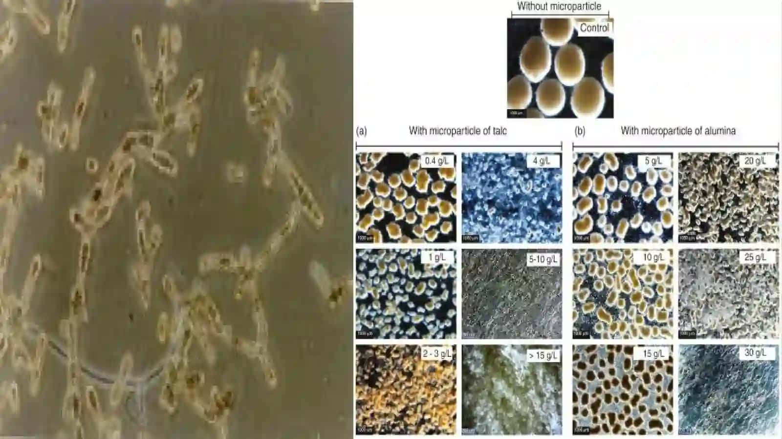 Tetrasklin preparatlarini olish biotexnologiyasi 4