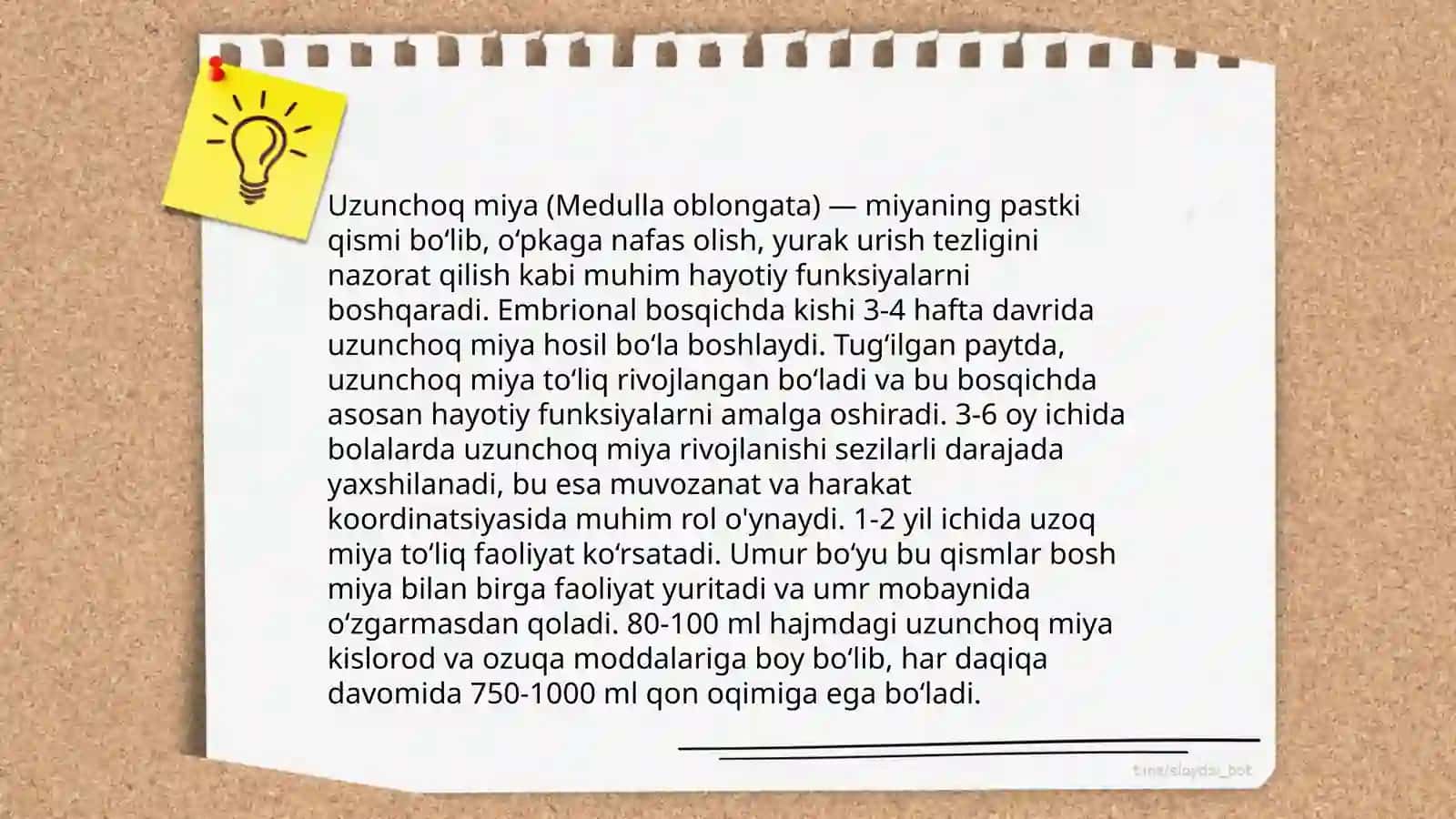 Uzunchoq miya anatomiyasi 4