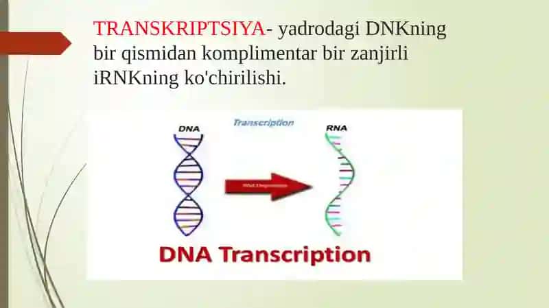 Oqsilbiosintezivauning boshqarilishi 4