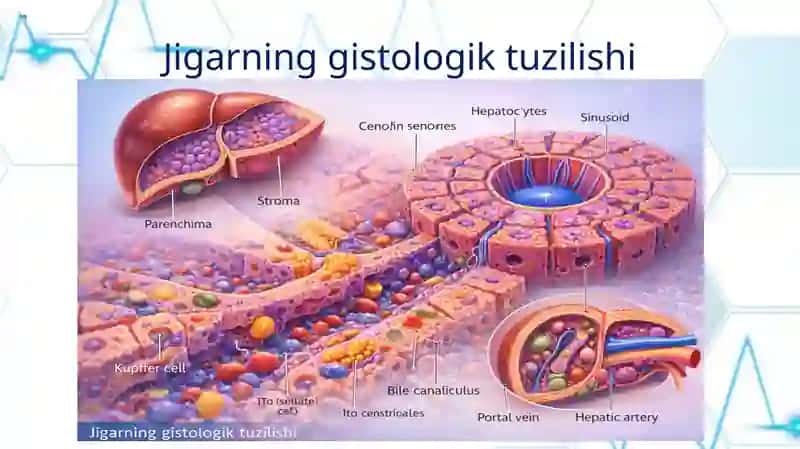 JIGAR GISTOLOGIYASI 4