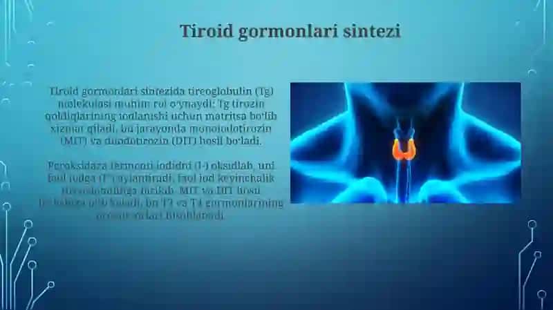 Qalqonoldibezfiziologiyasi 4