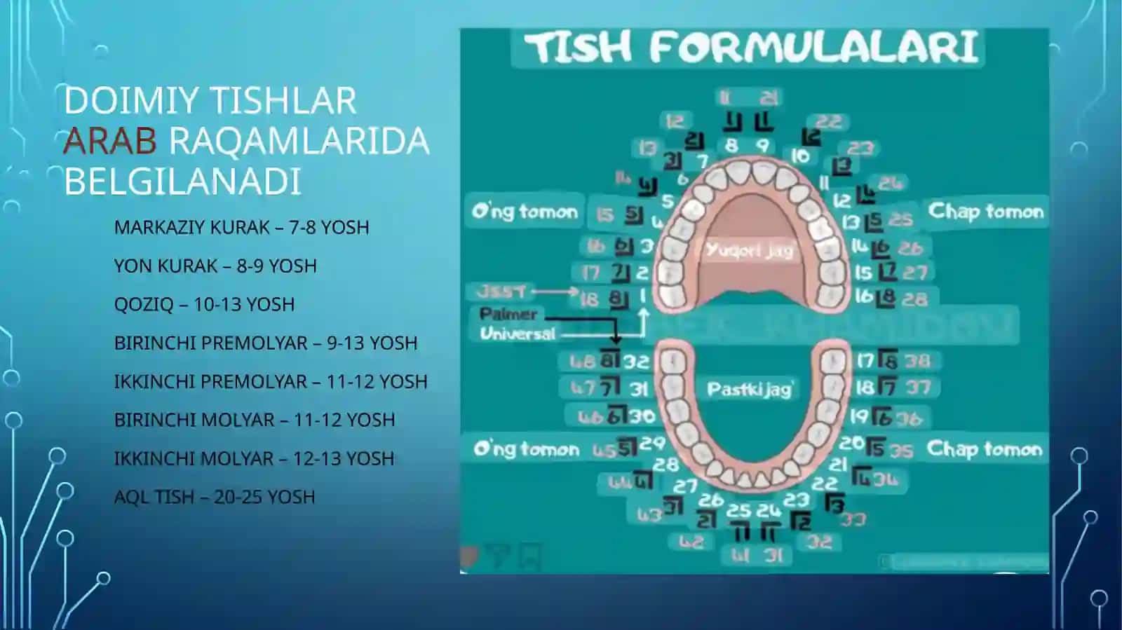 Tishlar anatomiyasi 4