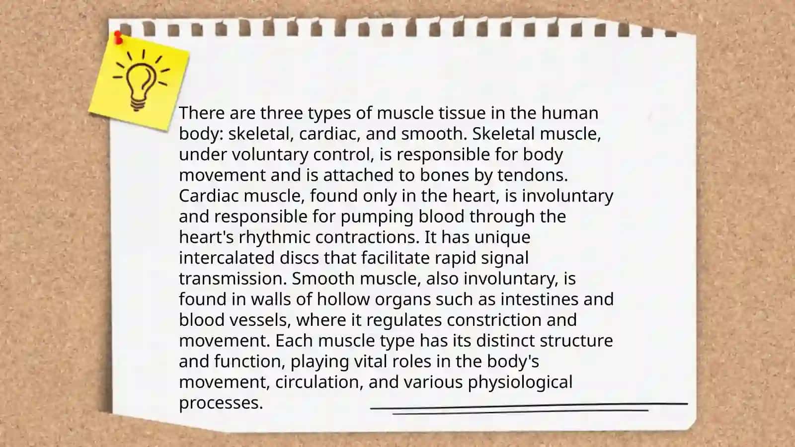 Muscular system of human being 4
