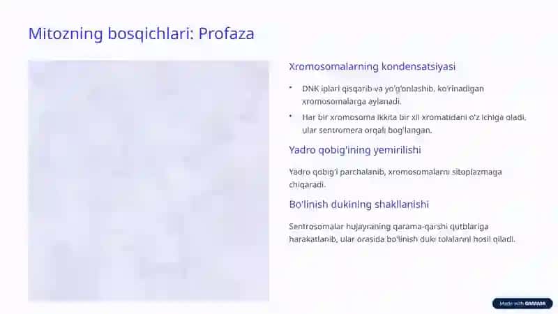 Mitozning ahamiyati 4