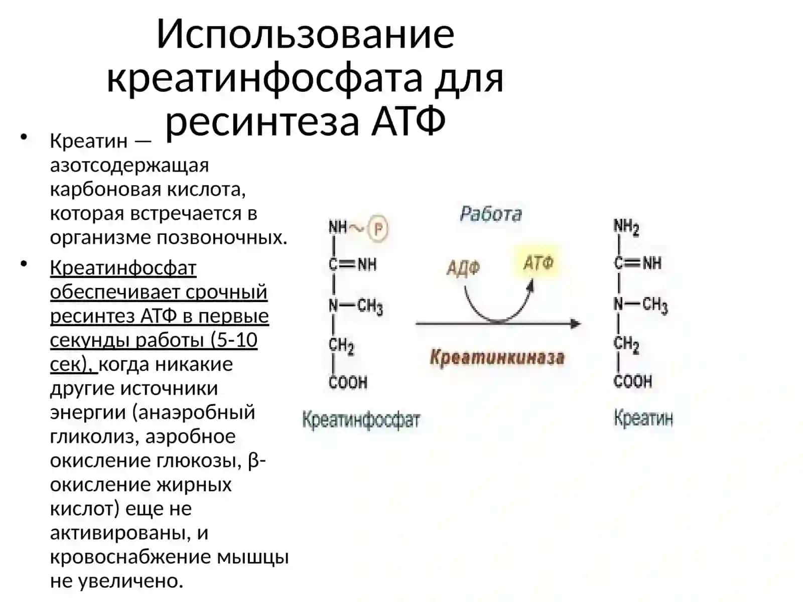Энергетический аппарат мышечных волокон 4