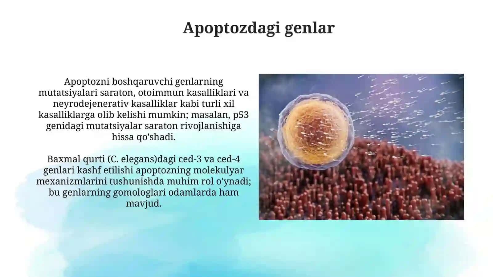 Hujayra apoptozi 4