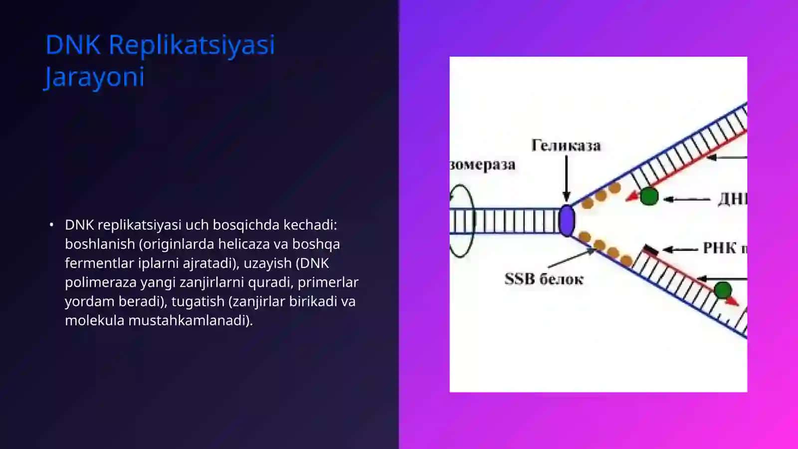 Gen amplifikatsiyasi va ekspressiyasi 4