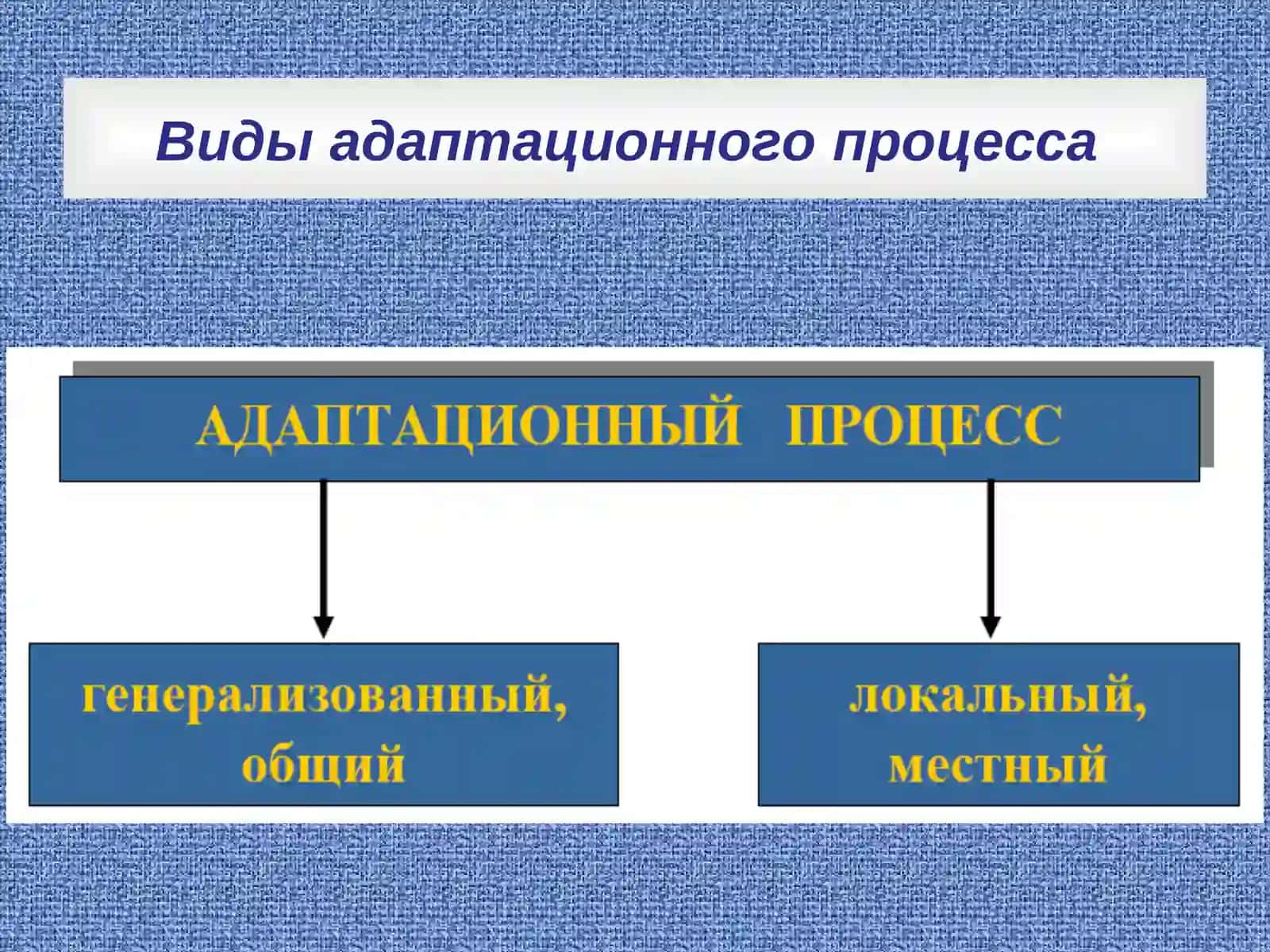 Адаптация в организме 4