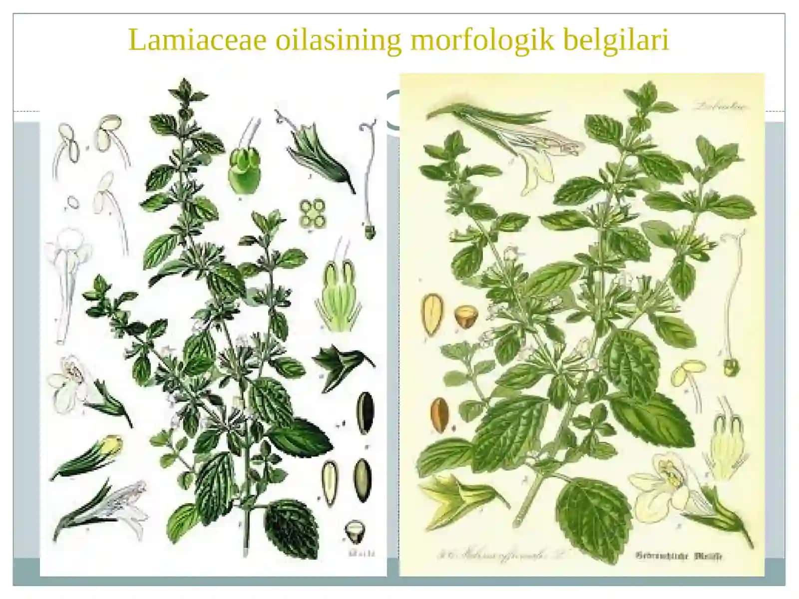 Yalpizdoshlar Lamiaceae oilasi 4