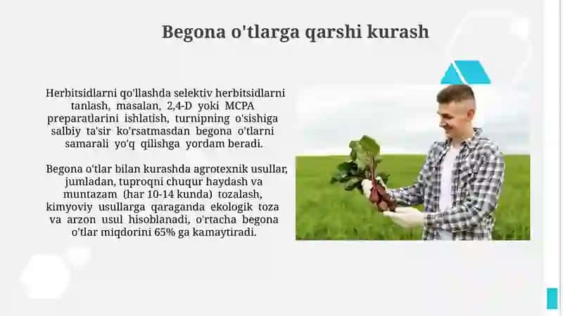 Sholgʻom yetishitirish texnalogiyasi 4