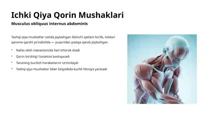Qorin Mushaklari va Ularning Qatlamlari 4
