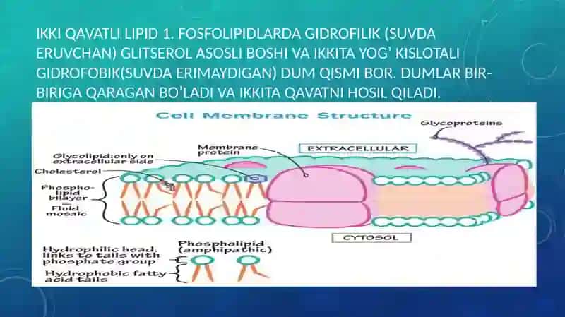 Membranalardagi buzilishlar 4