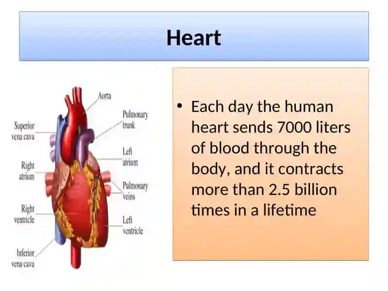 Cardiovascular System 4