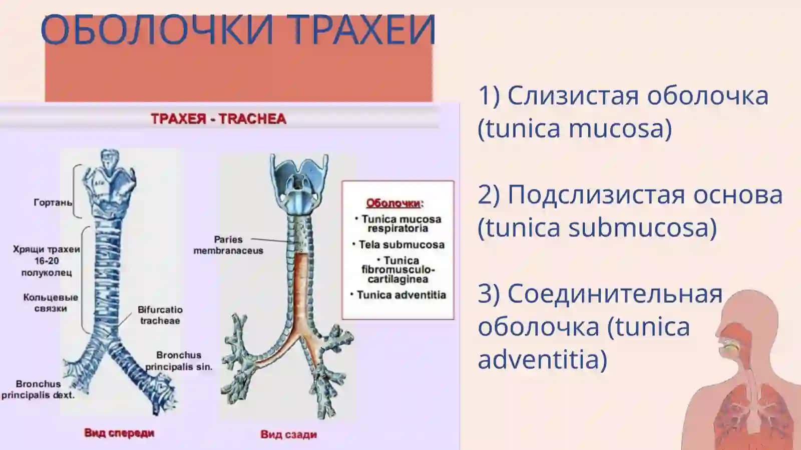 Трахея, бронхи, лёгкие 4