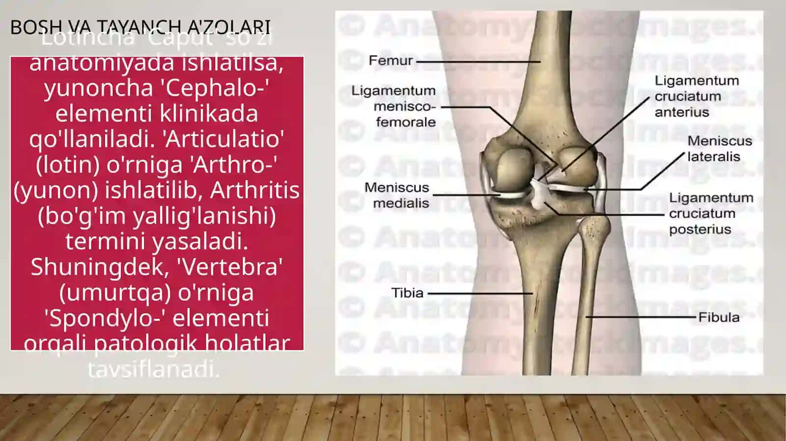 KLINIK TERMINOLOGIYA ASOSLARI 4