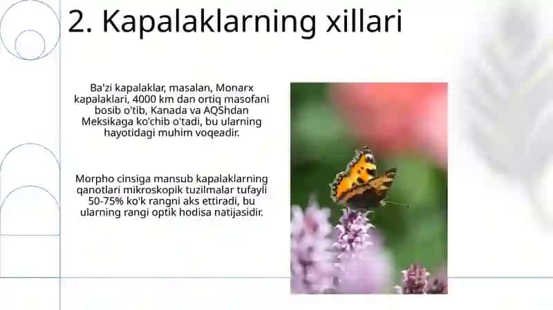 Tangachaqanotlilar (Kapalaklar) 4