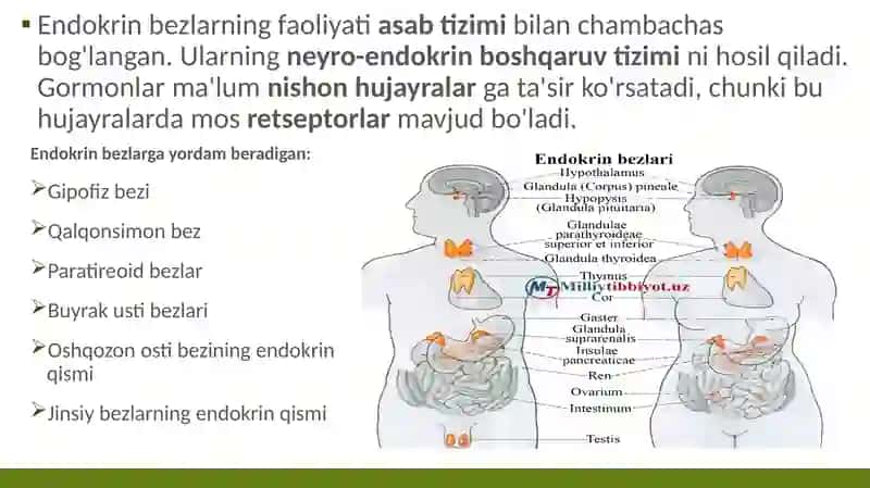 Endokrin bezlarining mikro tuzilishi 4
