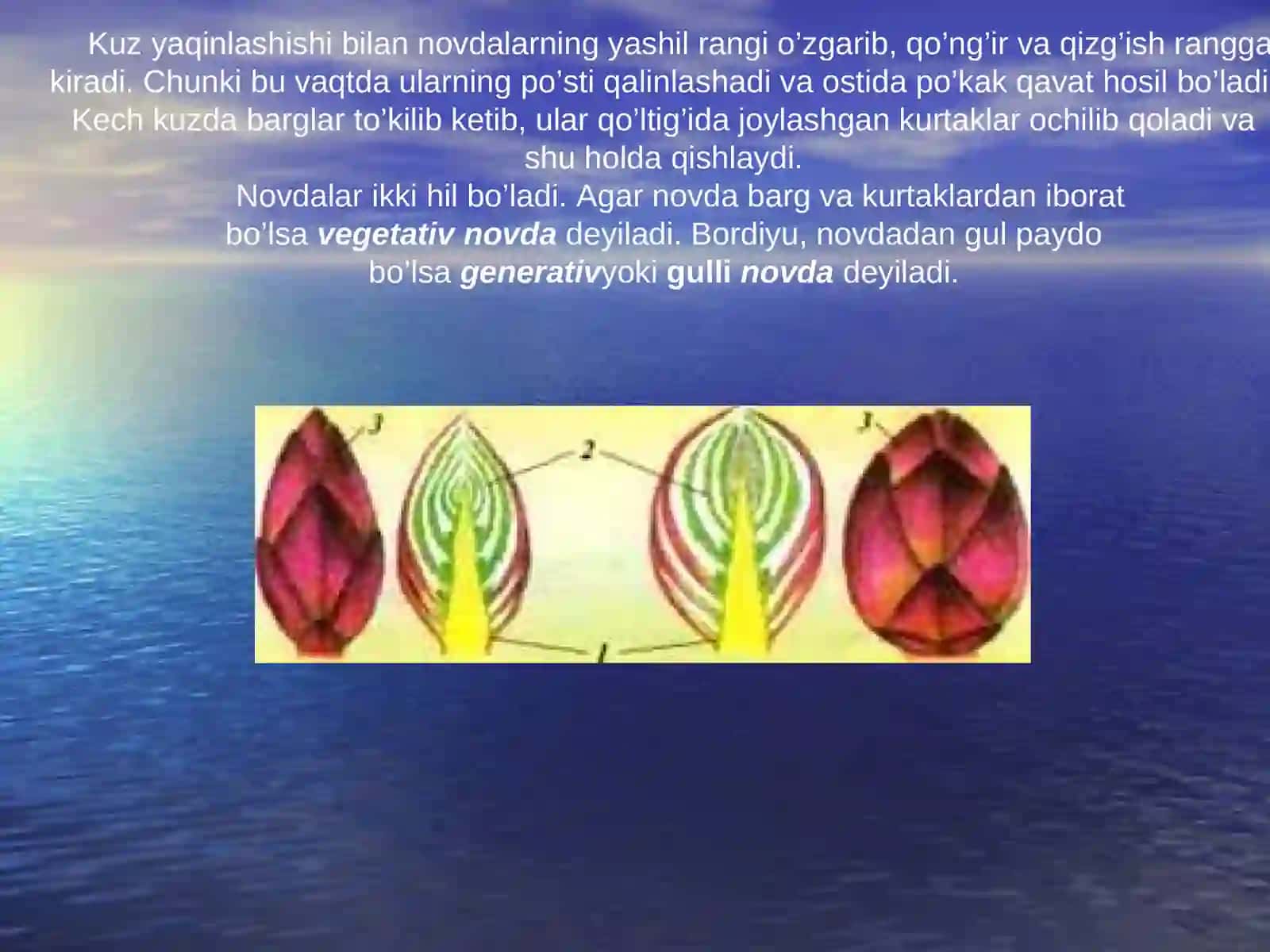 Novda va Poya uning tashqi va morfologik va anatolik tuzilishi 4