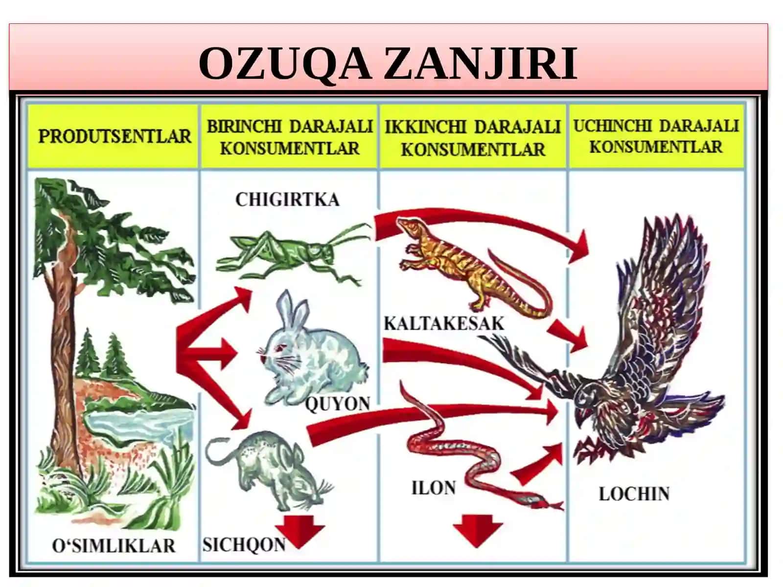 Ekologik piramidaga oid masalalaryechish 4