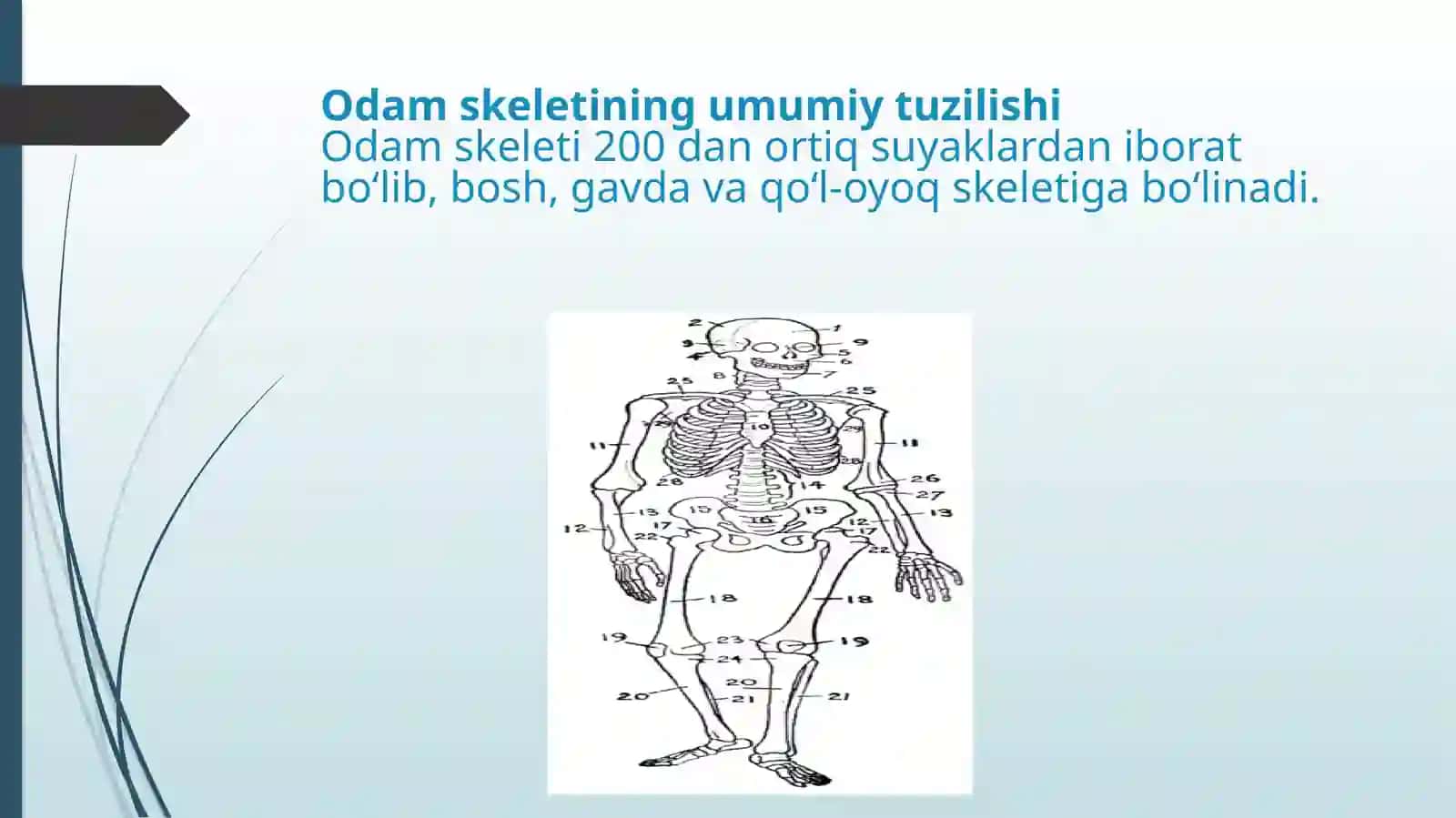 BASKETBOL TA’LIM YO’NALISHI 1-KURS 1325-GURUH TALABASIVOHIDOVA KAMOLANING “ANATOMIYA”FANIDAN TAQDIMOT SLAYDI 4