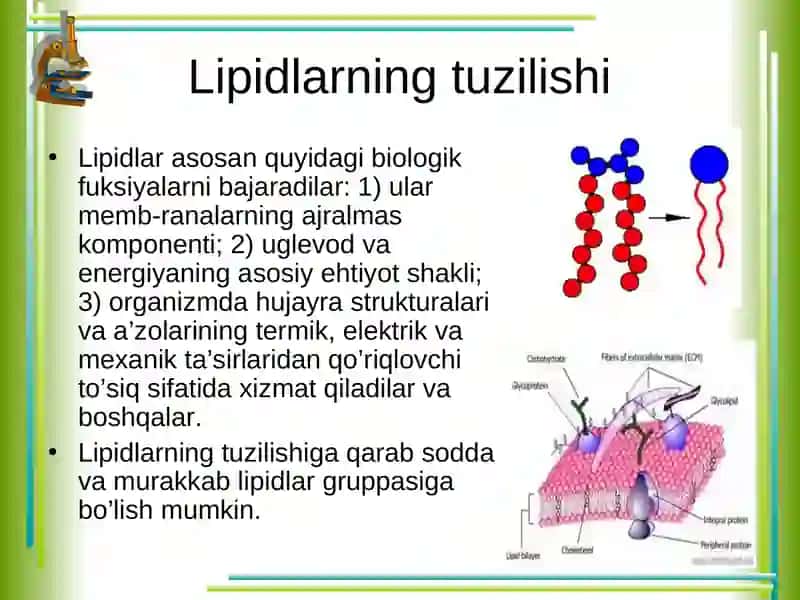 Lipidlar 4