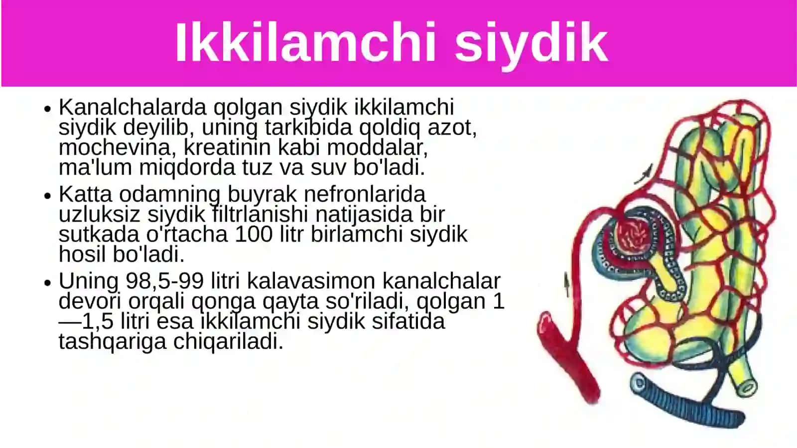 Siydikajratish organlarining funksiyasi 4