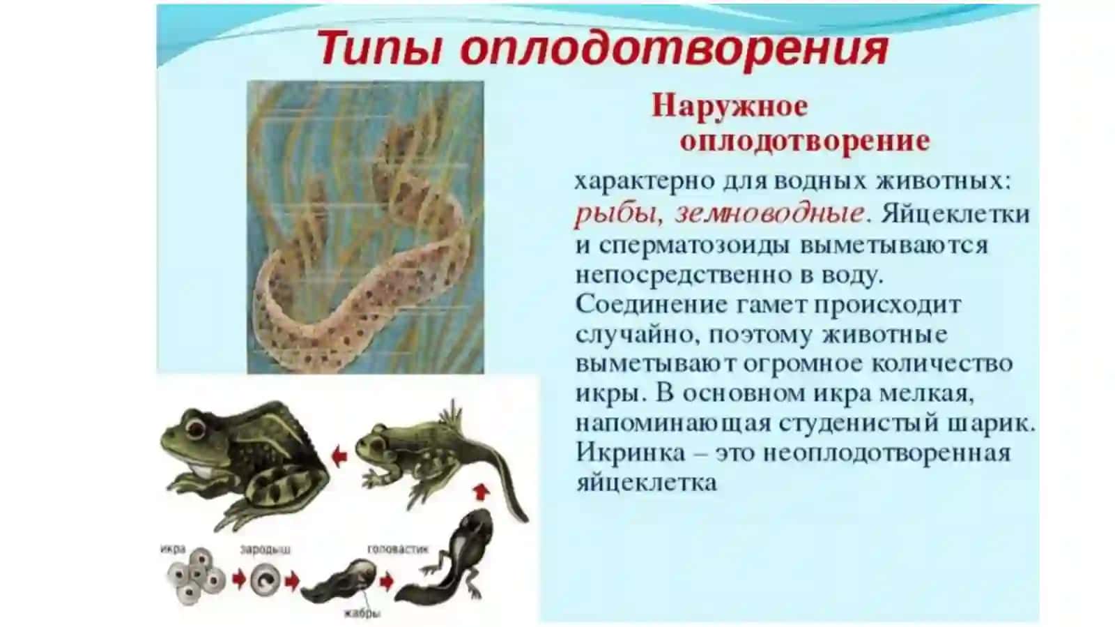 Оплодотворение 4