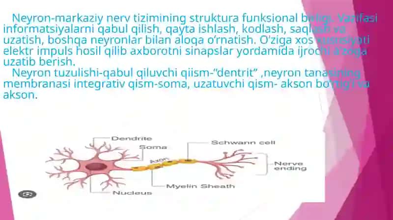 Nerv tolalari fiziologiyasi 4