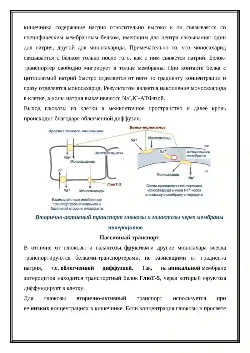 Переваривание и всасывание углеводов 4